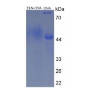 SDS-PAGE analysis of Elastin Protein (OVA).