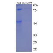 SDS-PAGE analysis of Hepcidin (HAMP) Protein (OVA).