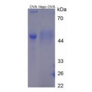 SDS-PAGE analysis of Hepcidin 25 (Hepc 25) Protein (OVA).