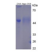 SDS-PAGE analysis of Hepcidin 25 (Hepc 25) Protein (OVA).