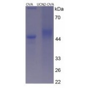 SDS-PAGE analysis of Urocortin 2 Protein (OVA).
