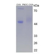 SDS-PAGE analysis of Pronociceptin Protein (OVA).