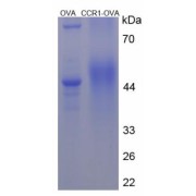 abx651265