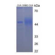 SDS-PAGE analysis of Orosomucoid 2 Protein (OVA).