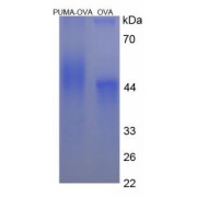 SDS-PAGE analysis of p53 Upregulated Modulator Of Apoptosis Protein (OVA).