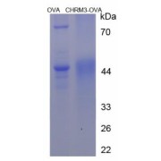 abx651273