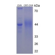 SDS-PAGE analysis of Sodium- And Chloride-Dependent Creatine Transporter 1 (SLC6A8) (OVA).