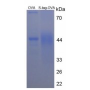 SDS-PAGE analysis of S15 Oligopeptide Protein (OVA).