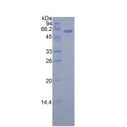 SDS-PAGE analysis of recombinant active Human ADIPOR1.