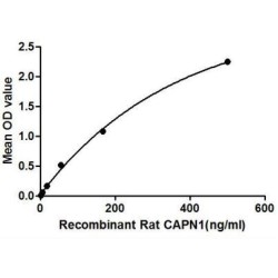 Rat Calpain 1, Large Subunit (CAPN1) Protein