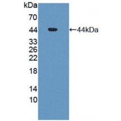Human Mdm2 p53 Binding Protein Homolog (MDM2) Protein
