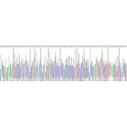 Human Nerve Growth Factor (NGF) Protein