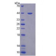 Human Paraoxonase 3 (PON3) Protein