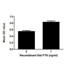 Rat Parathyroid Hormone (PTH) Protein (Active)