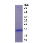 Mouse Platelet Derived Growth Factor Subunit A (PDGFA) Protein (Active)