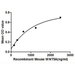 Mouse Protein Wnt-5a (WNT5A) Protein (Active)