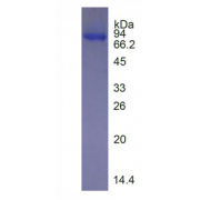 SDS-PAGE analysis of recombinant Human CEA.