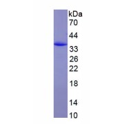 SDS-PAGE analysis of recombinant Human Pro-Hepcidin (Pro-HAMP) Protein.