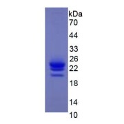 Mouse Interferon Alpha-1 (IFNA1) Protein