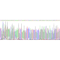 Human Plasminogen (PLG) Protein