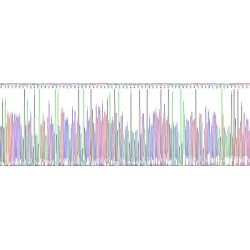 Human Sex Hormone Binding Globulin (SHBG) Protein