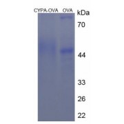 Human Cyclophilin A (CYPA) Peptide (OVA)