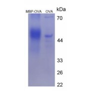 Human Bone Marrow Proteoglycan (PRG2) Peptide (OVA)