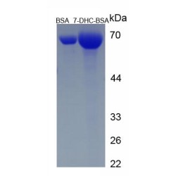 7-Dehydrocholesterol (7-DHC) (BSA)