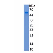 SDS-PAGE analysis of recombinant Mouse Glial Fibrillary Acidic Protein (GFAP) Protein.