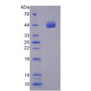 Rat Natriuretic Peptide Precursor A (NPPA) Peptide