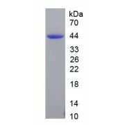Human Natriuretic Peptide Precursor B (NPPB) Peptide