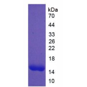 Rat Platelet Derived Growth Factor Subunit A (PDGFA) Protein