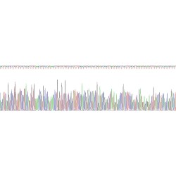 Pig Immunoglobulin Heavy Constant Epsilon (IGHE) Protein