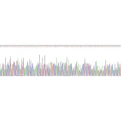 Pig Immunoglobulin E (IgE) Protein