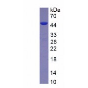 SDS-PAGE analysis of recombinant Rat MGST1 protein.