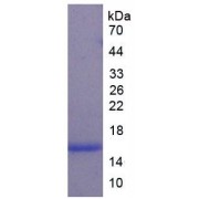 SDS-PAGE analysis of recombinant Dog Cystatin C (CST3) Protein.