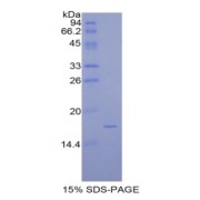 SDS-PAGE analysis of Rat Pleiotrophin (PTN) Protein.