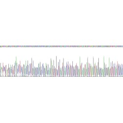 Human Netrin 1 (NTN1) Protein