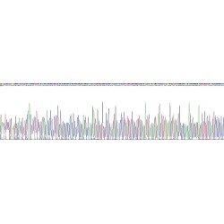 Human Netrin 1 (Ntn1) Protein