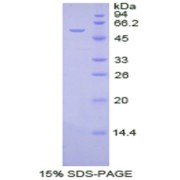 SDS-PAGE analysis of recombinant Human Netrin 1 (Ntn1) Protein.
