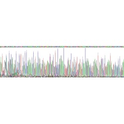 Rat Complement C5 (C5) Protein