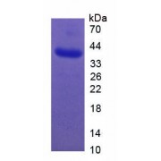 SDS-PAGE analysis of recombinant Human GLUT2/SLC2A2 Protein.