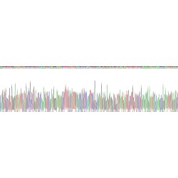 Human Butyrylcholinesterase (BCHE) Protein