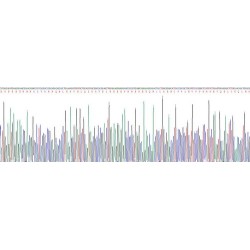 Human Troponin I Type 2, Fast Skeletal (TNNI2) Protein
