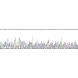 Human Protein Wnt-10a (WNT10A) Protein