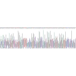 Human Insulin Like Growth Factor 1 (IGF1) Protein (Active)