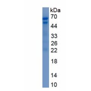 SDS-PAGE analysis of recombinant Human Perforin-1 (PRF1) protein.