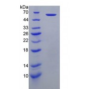 SDS-PAGE analysis of recombinant Human PRF1 Protein.