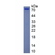 SDS-PAGE analysis of recombinant Human HTR1A Protein.