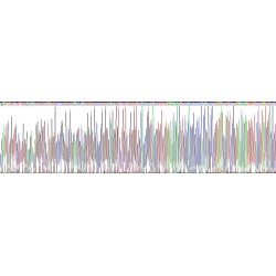 Human Calcium Channel, Voltage Dependent, N-Type, Alpha 1B Subunit (CACNa1B) Protein